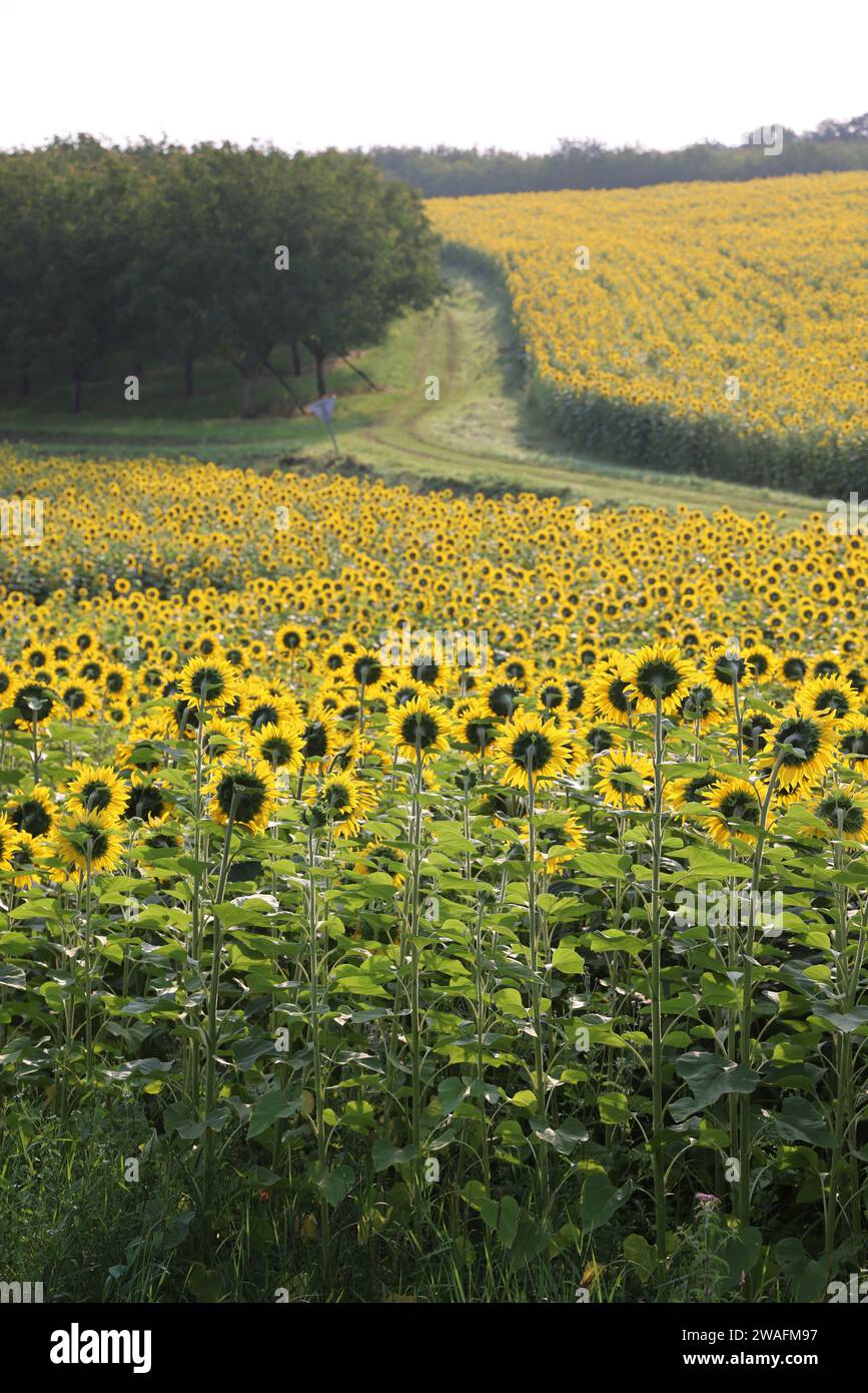 Sonnenblumenfeld am Ende des Tages im Périgord Vert. Landwirtschaft, Natur, Umwelt und Tourismus. Périgord, Dordogne, Frankreich, Europa. Phot Stockfoto