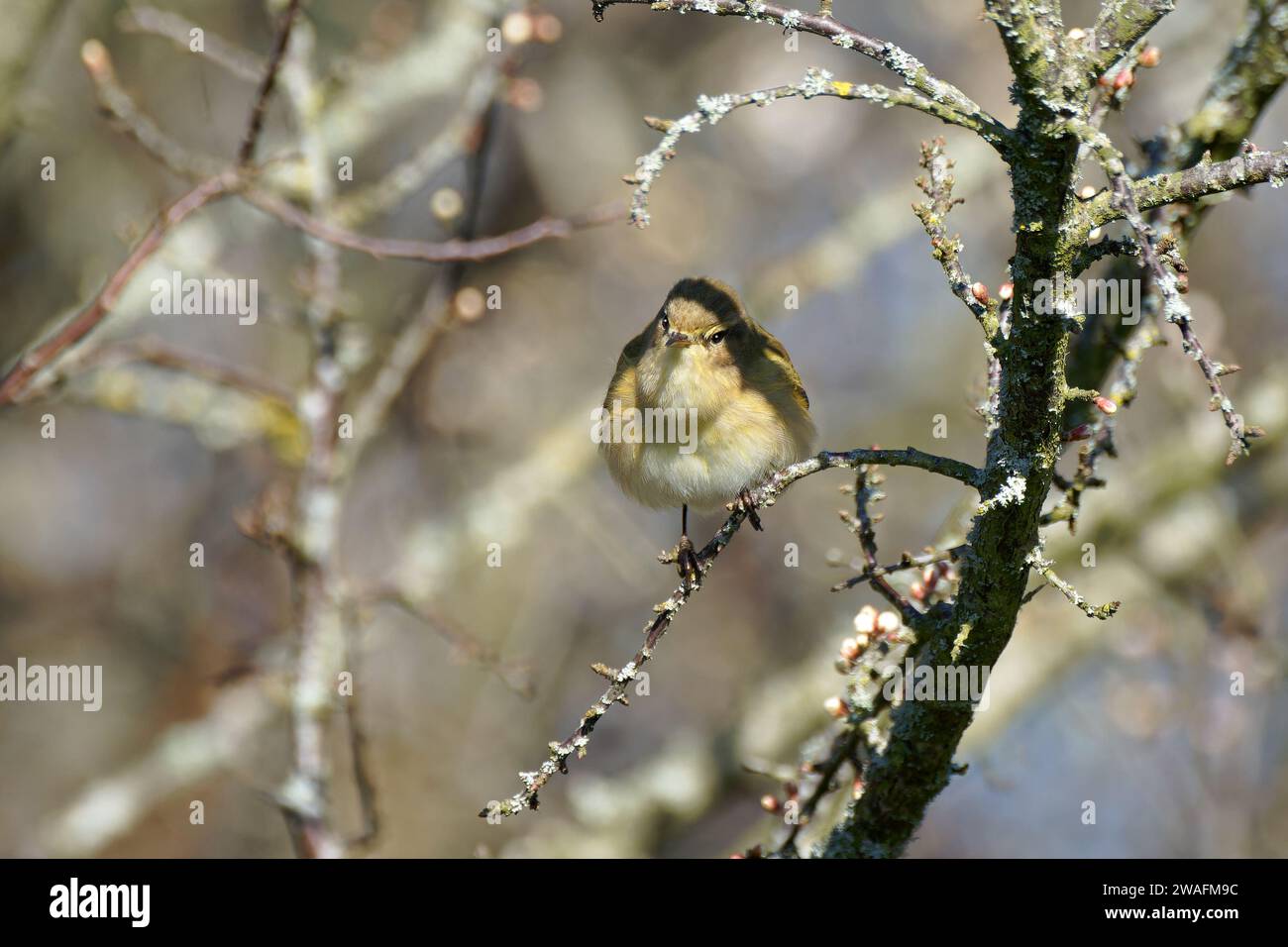 Chiffchaff-Phylloscopus collybita. Feder Stockfoto