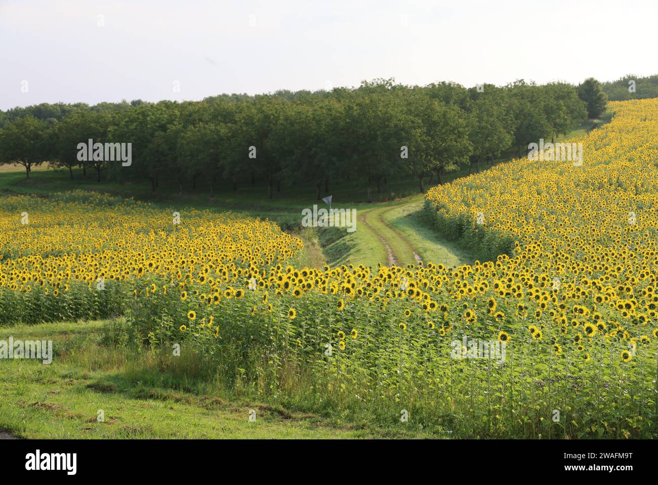 Sonnenblumenfeld am Ende des Tages im Périgord Vert. Landwirtschaft, Natur, Umwelt und Tourismus. Périgord, Dordogne, Frankreich, Europa. Phot Stockfoto