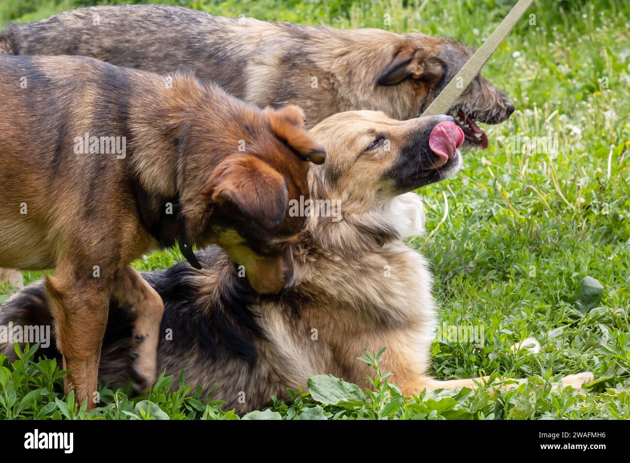 Zwei Hunde treffen sich in der Nähe im Garten Stockfoto