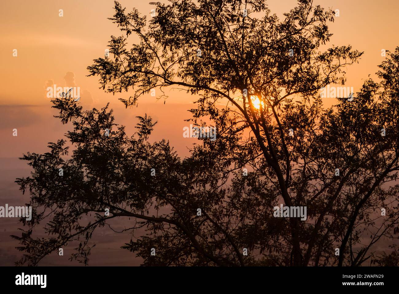 Der bezaubernde Anblick eines Baumes, der in den warmen Farbtönen des Sonnenuntergangs getaucht ist Stockfoto