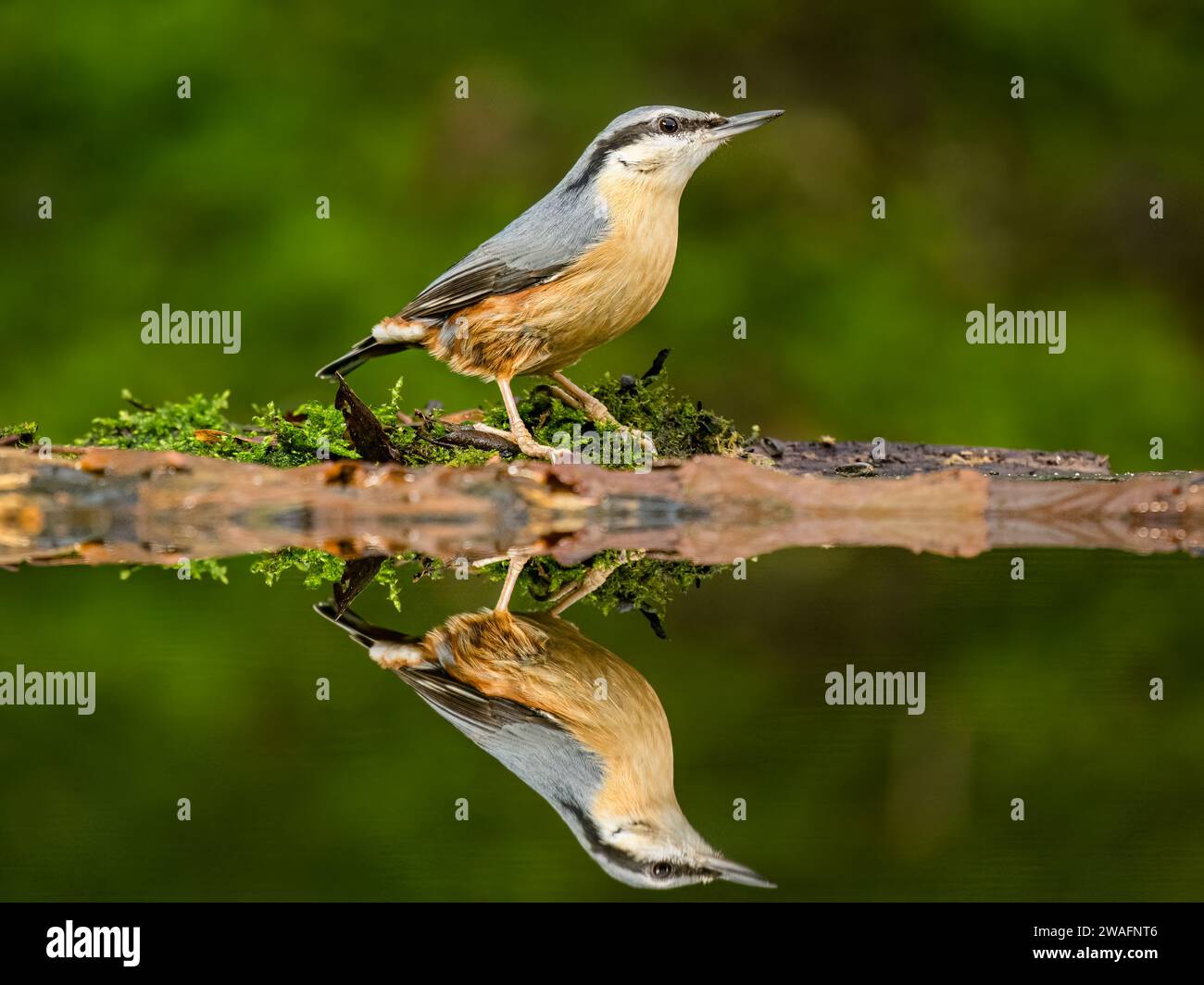 Eurasische Nuthatch im Winter in Mitte Wales Stockfoto