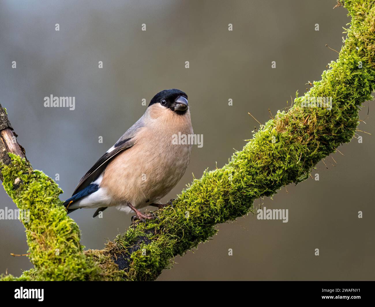 Weiblicher Bullfink im Winter in Mittelwales Stockfoto