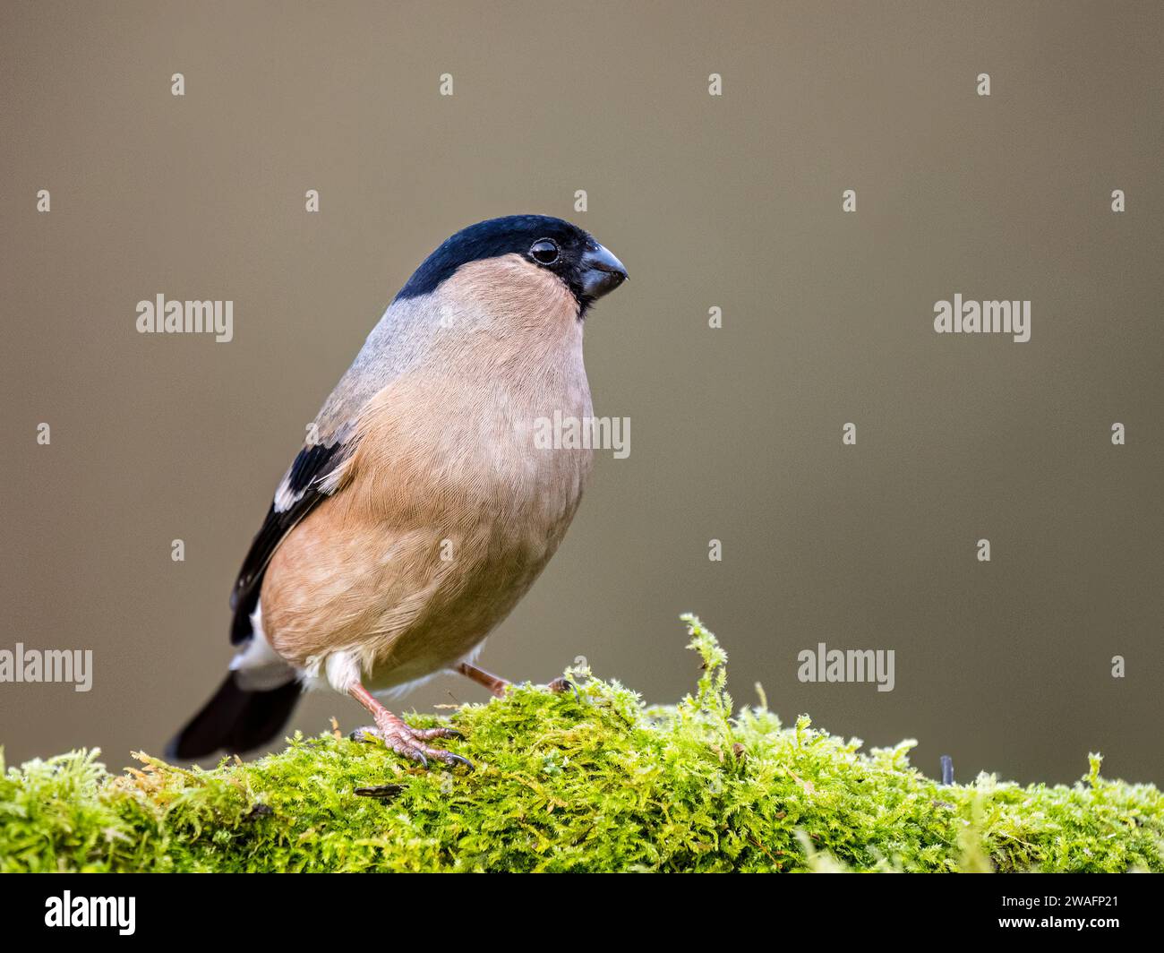 Weiblicher Bullfink im Winter in Mittelwales Stockfoto