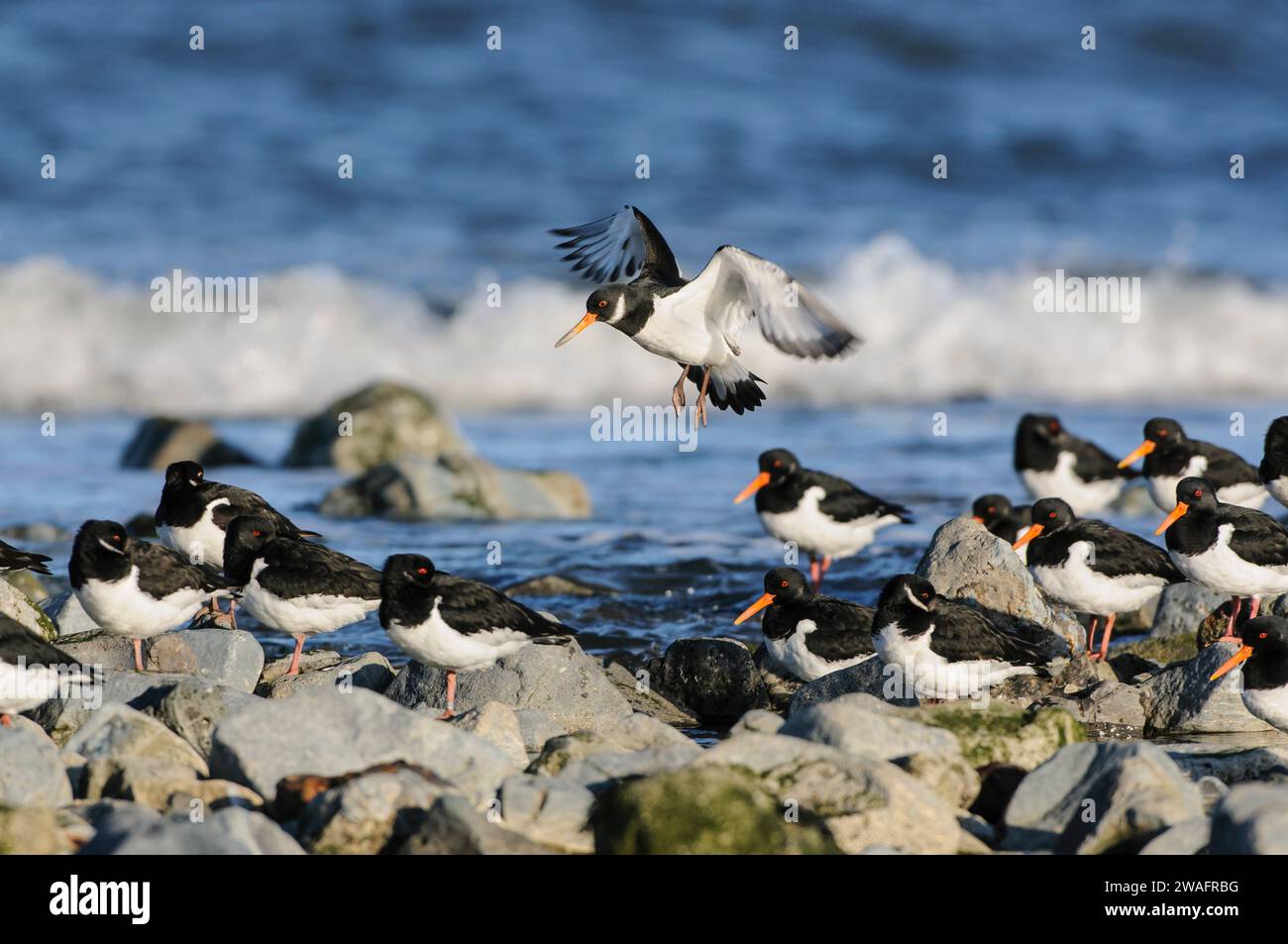 Eurasischer Austernfischer Haematopus ostralegus, Flut an der felsigen Küste mit einem Vogel, der an Land kommt, Cleveland, England, Großbritannien, Januar. Stockfoto