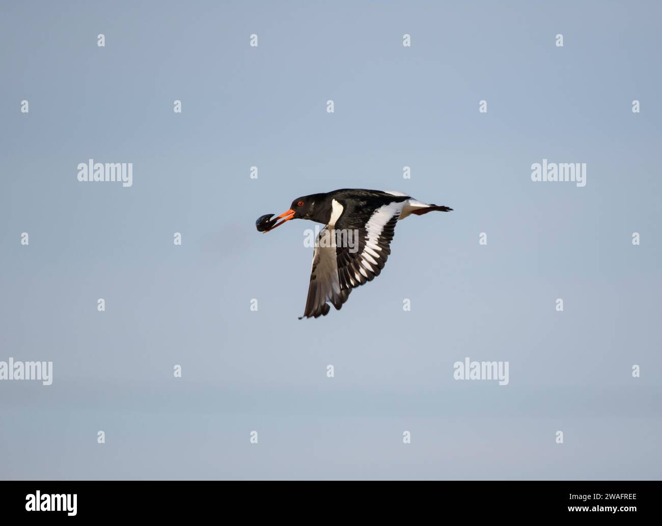 Eurasischer Austernfänger Haematopus ostralegus, im Flug mit Muschelmuschel, Cleveland, England, Großbritannien, Februar. Stockfoto