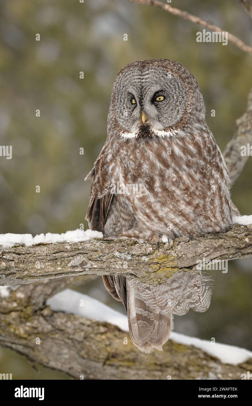 Große graue Eule, die auf einem Baum sitzt Stockfoto