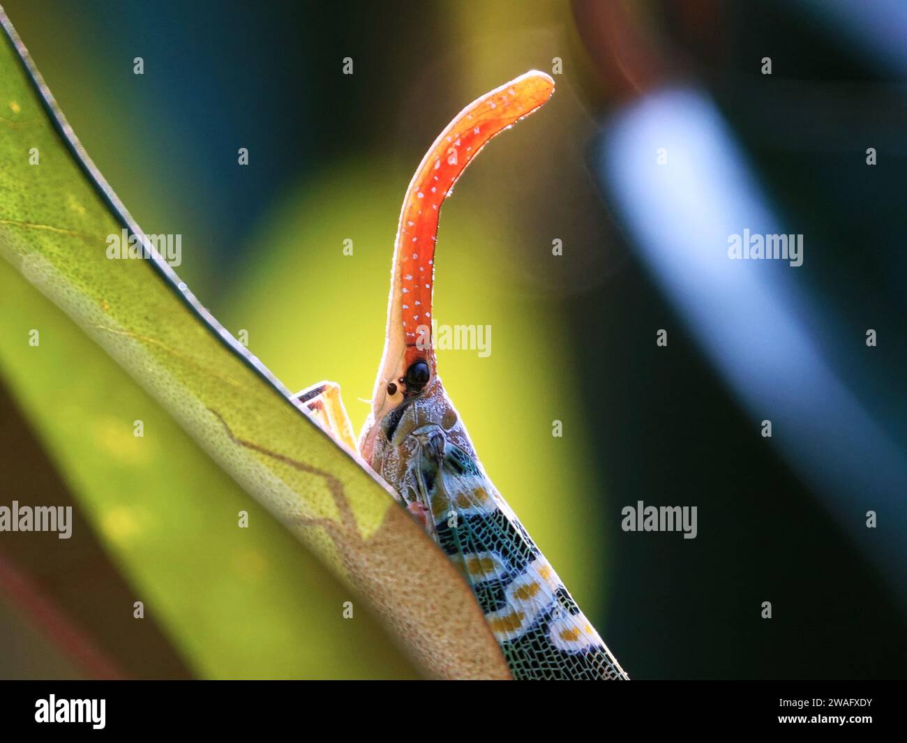 Ein kleines Reptilienwesen auf einem üppig grünen Sträucher, umgeben von lebendigem Laub im Hintergrund Stockfoto