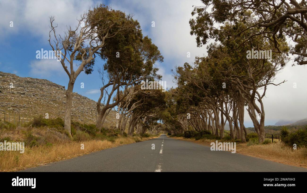Eine landschaftlich reizvolle Landstraße erstreckt sich unter dem klaren blauen Himmel, flankiert von üppigen grünen Bäumen auf beiden Seiten Stockfoto