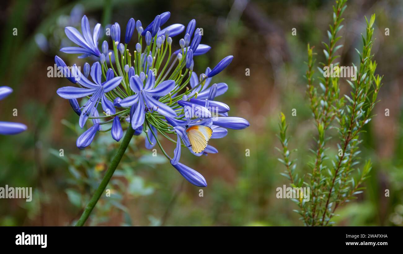Ein Bild einer lebendigen Blumenlandschaft mit einer Vielzahl blauer Pflanzen und Blumen im Hintergrund Stockfoto