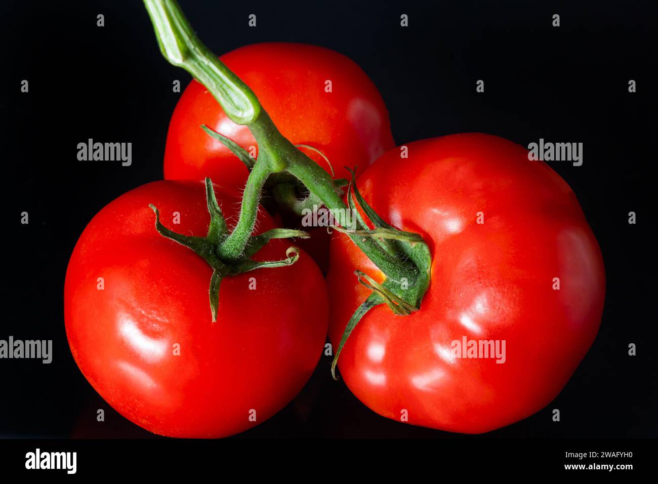 Rote reife Tomaten mit leuchtenden Wassertropfen. Frische appetitanregende natürliche Antioxidantien in leckeren Tomaten. Ein Haufen Tomaten, isoliert auf schwarzem Rücken Stockfoto