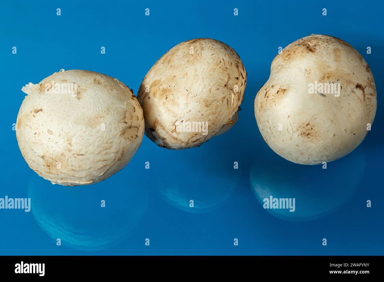 Frische Champignon-Pilze auf blauem Hintergrund Stockfoto