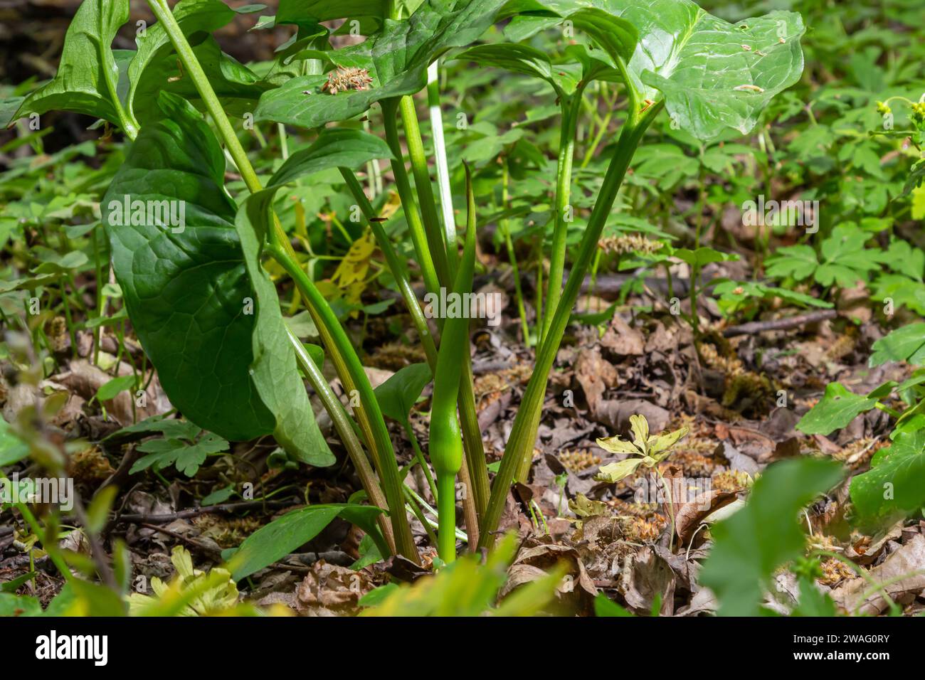 Arum maculatum im Habitat. Auch bekannt als Schlangenkopf, Adderwurzel, wildes Aroma, Aroma-Lilie, Lords-und-Ladies, Teufel und Engel, Kühe und Stiere, Kuckuckuckuckuckucku, Adam Stockfoto
