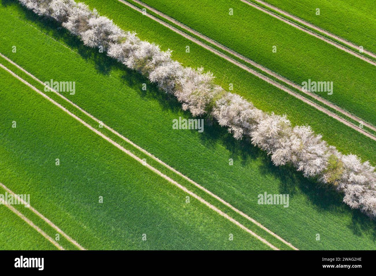 Aus der Vogelperspektive über die Bocage-Landschaft mit Feldern und Weiden, die von blühenden Hecken und Blühhecken im Frühjahr geschützt sind, Schleswig-Holstein, Deutschland Stockfoto