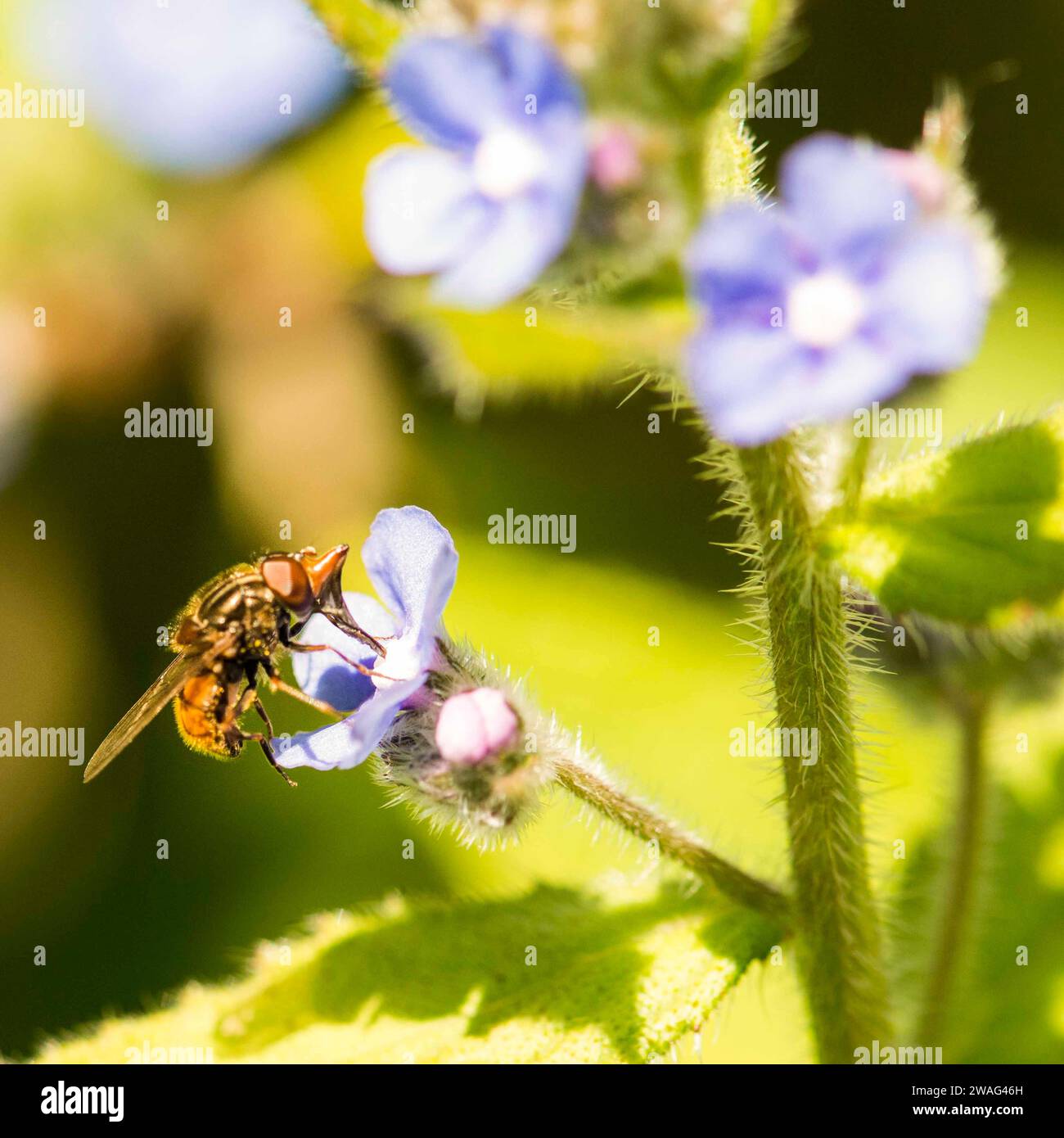 Bienenbestäubung Vergissmeinnicht Stockfoto