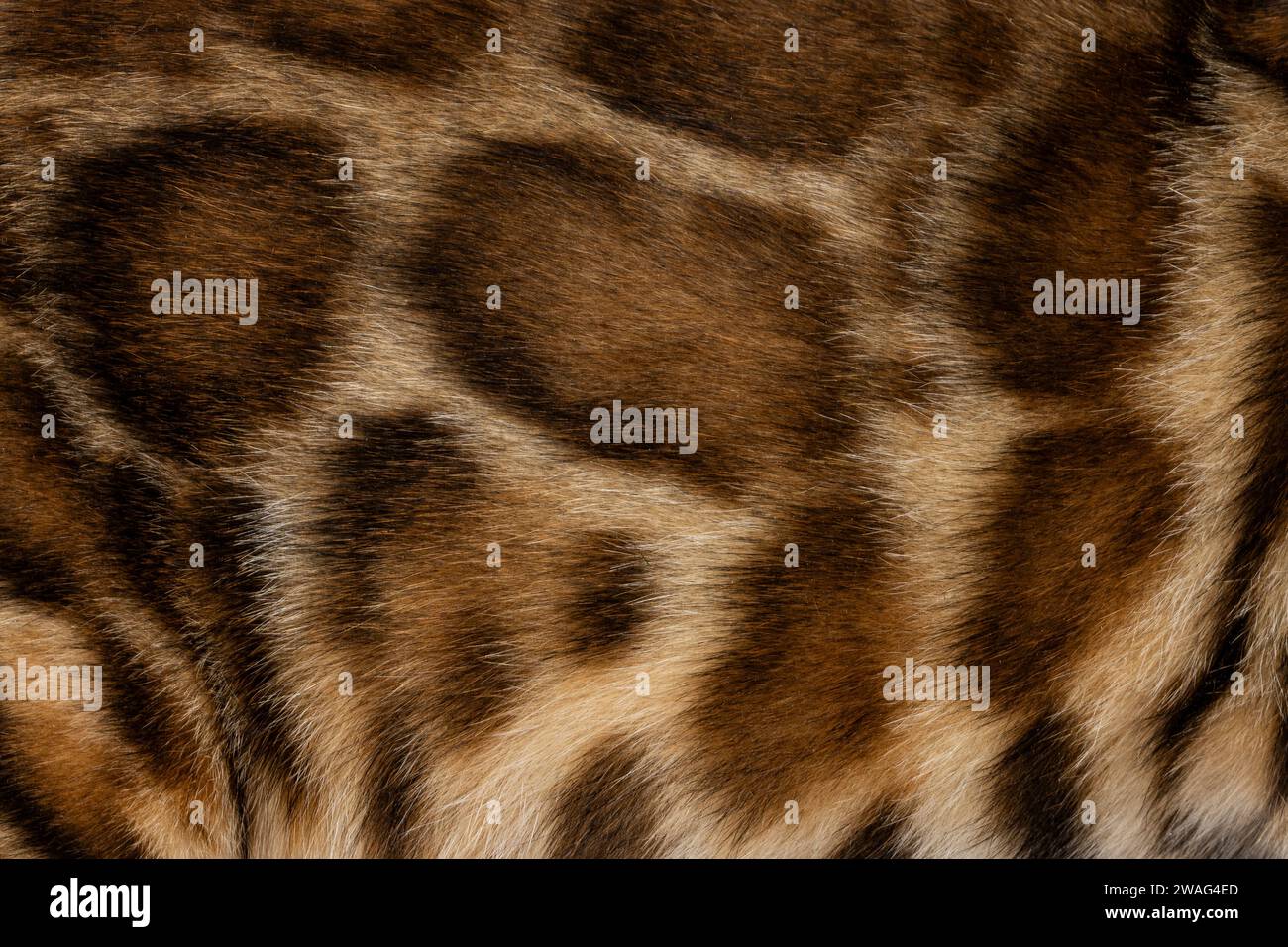 Vollbild-Makro-Detailbild von Braun mit schwarz gepunktetem Bengalkatze furr. Stockfoto