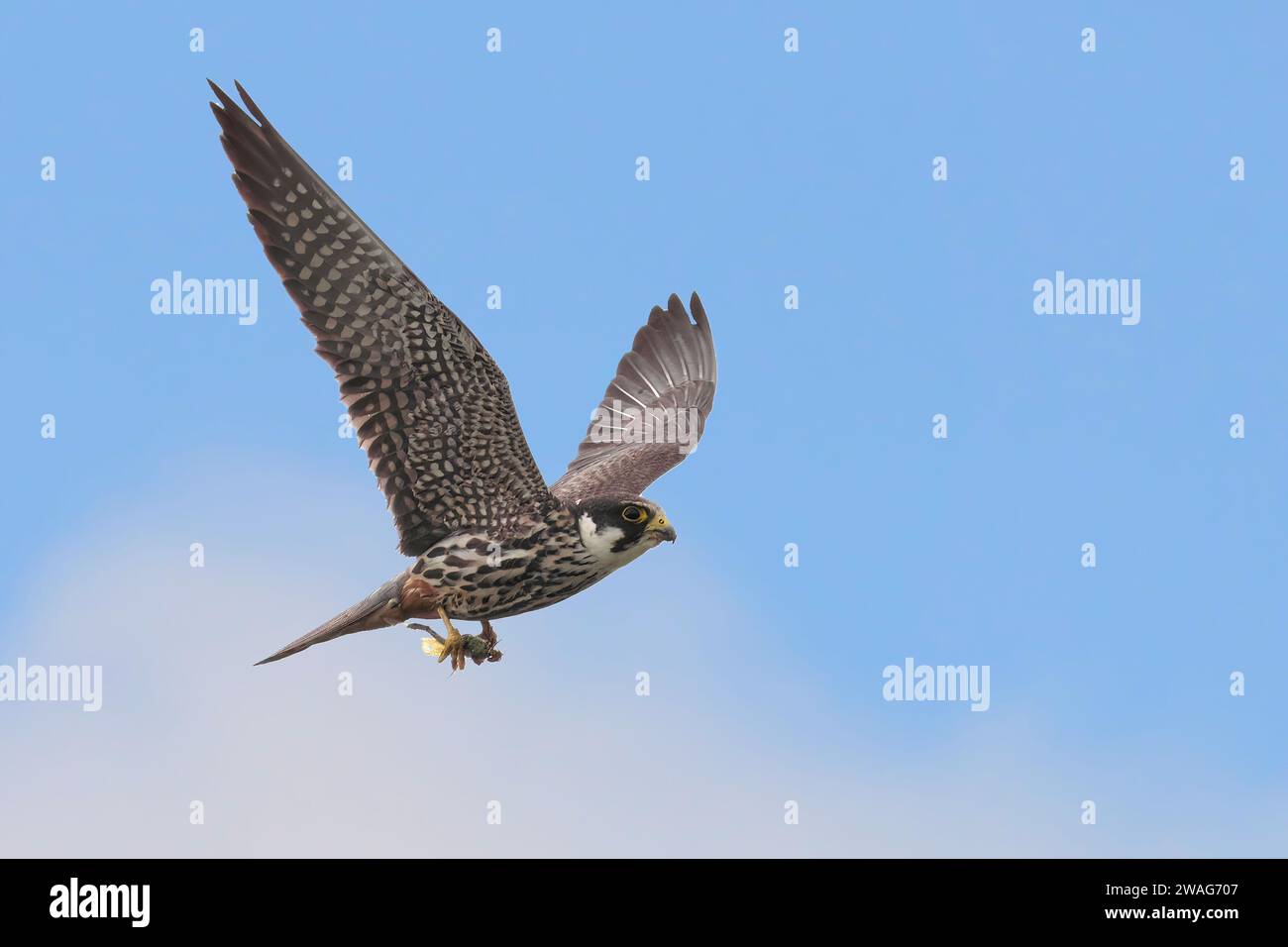 Ein Hobby, das zusammen am Himmel vor einem Hintergrund aus blauem Himmel und weißen Wolken fliegt Stockfoto
