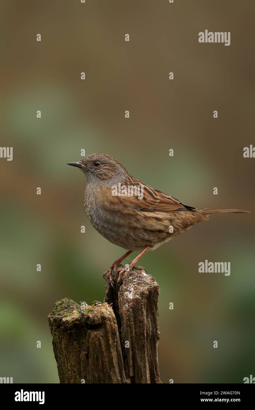 Eine Hecke accentor, die auf einem Baumstumpf thront, ihre Flügel ausgestreckt und ihr Kopf in Erwartung hochgehoben Stockfoto