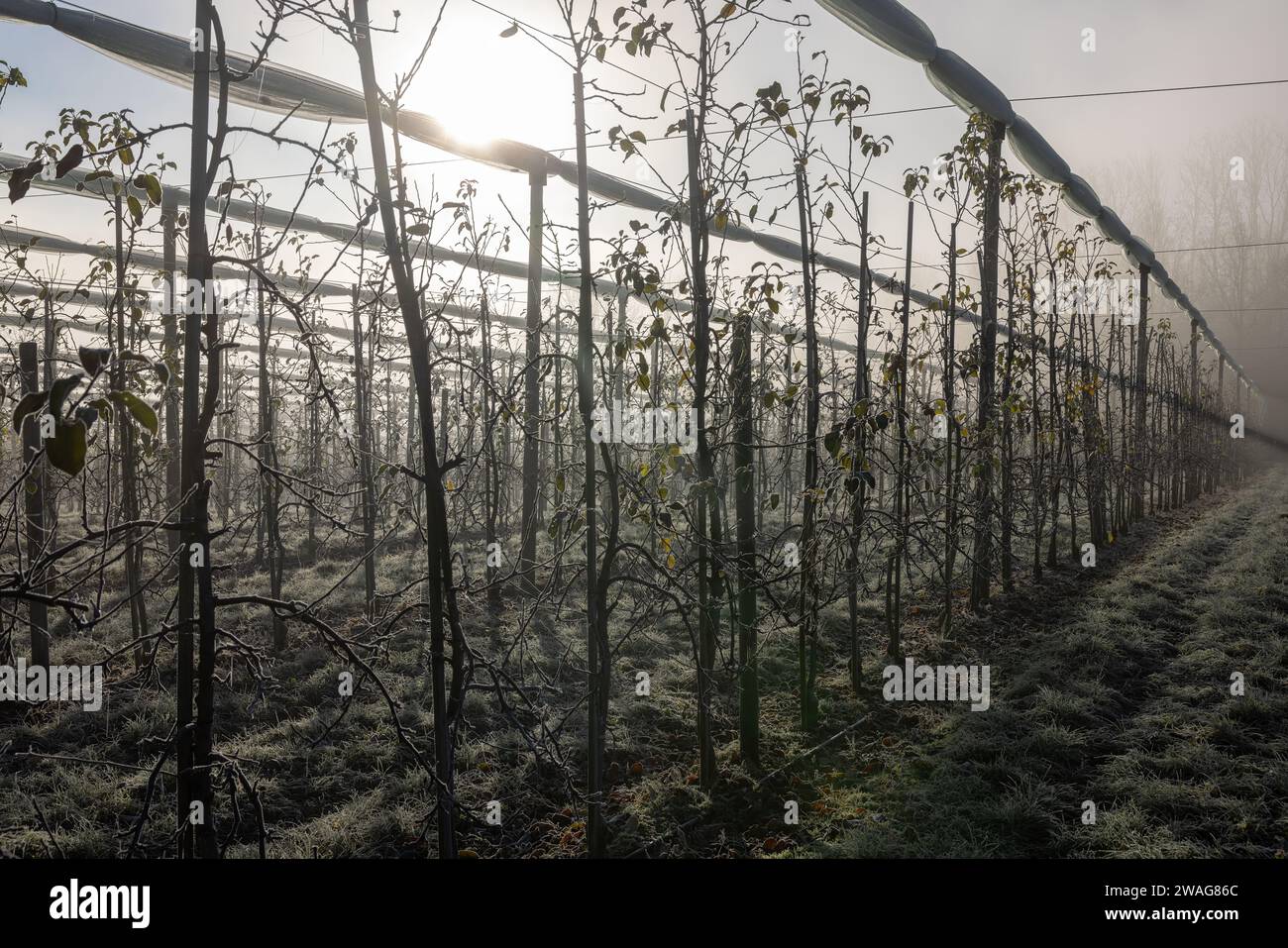 Obstgarten im Winter mit eiskalten Temperaturen, Eis, Nebel und Sonnenschein Stockfoto