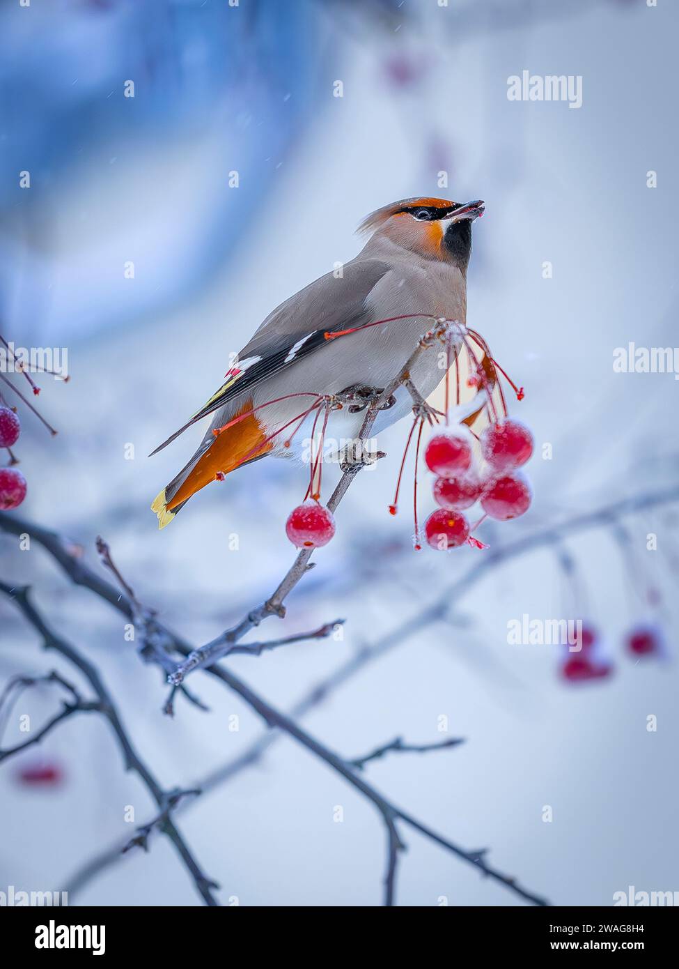 Ein Bohème-Wachsflügel kommt in großen Herden und befreit die Bäume von allen Beeren Stockfoto