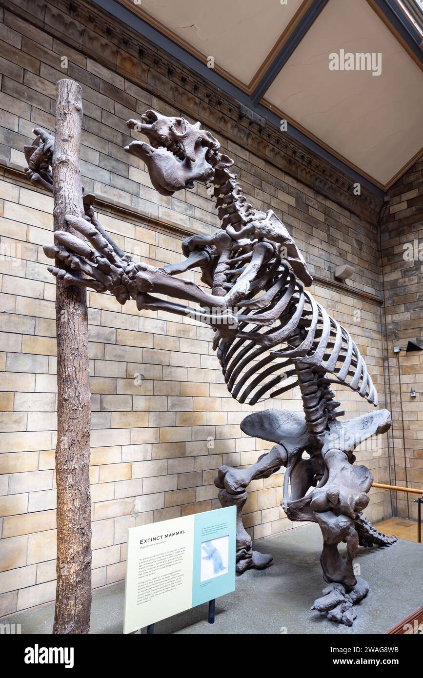 London, Großbritannien - 19. Mai 2023: Megatherium americanum (Megatherium americanum) mit seiner Haltung, die es angeblich im Leben haben würde, ausgestellt in der Natural History Mus Stockfoto