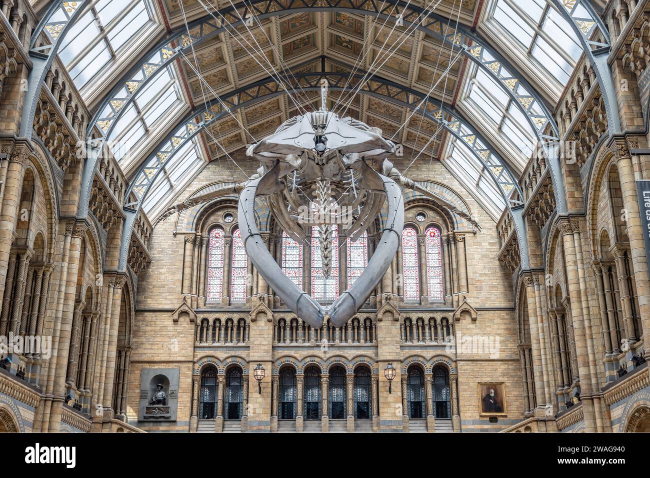 London, Großbritannien - 19. Mai 2023: Vorderansicht des Blauwal-Skeletts in der Haupthalle des Natural History Museum of London, Großbritannien Stockfoto