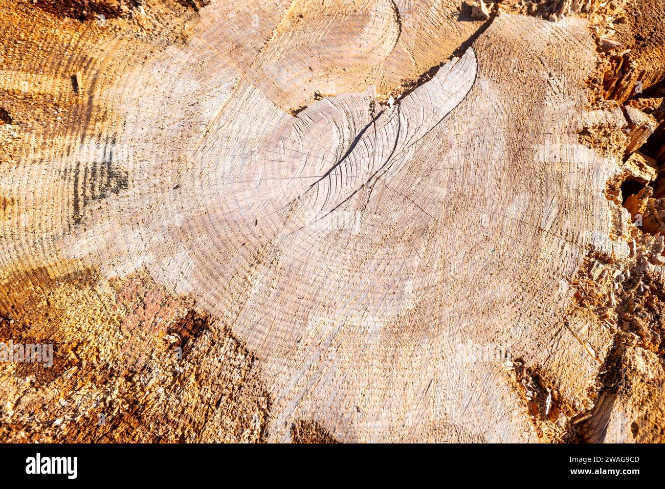 Detail des geschnittenen Stammes eines alten Baumes, Pinus Pinea. Stockfoto