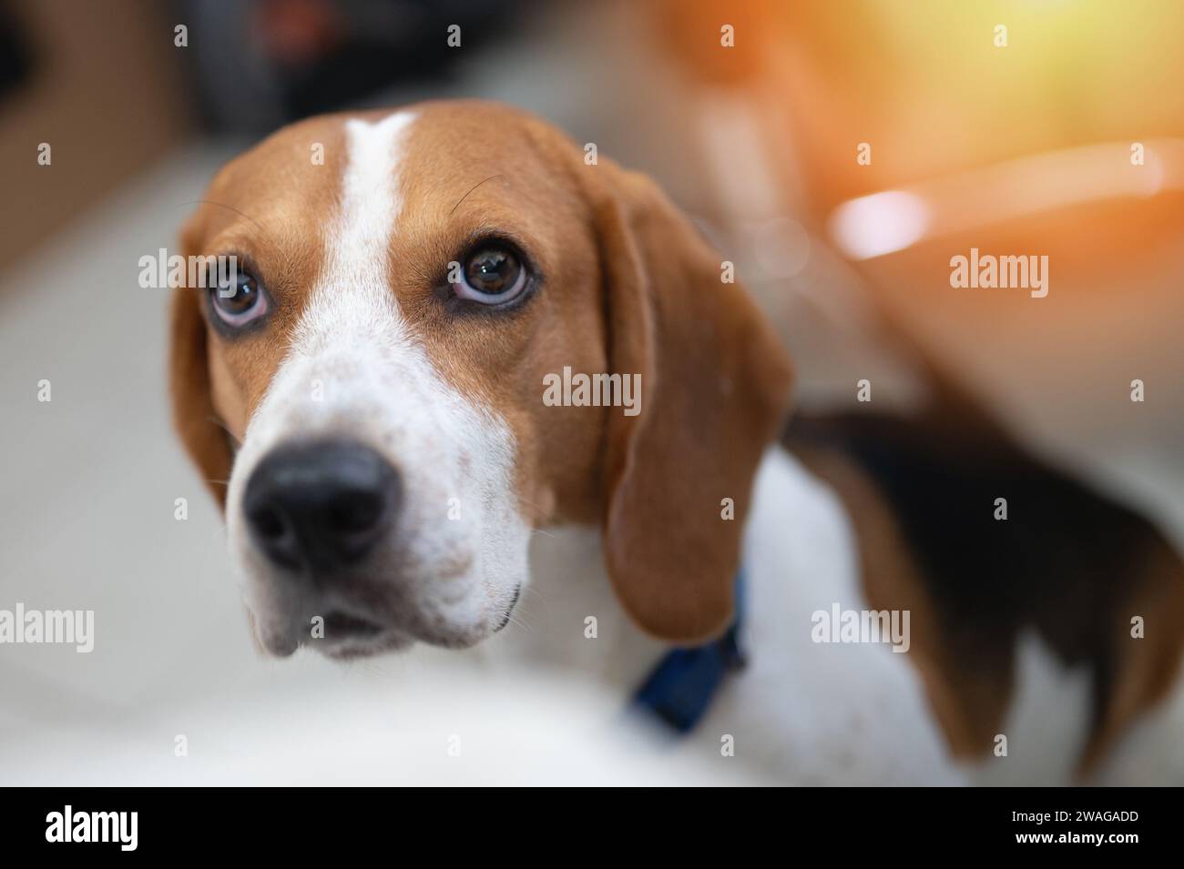 Porträt eines süßen Beagle-Hundes, der in Nahsicht des Besitzers schaut Stockfoto