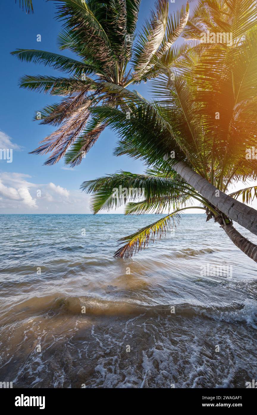 Tropische Meereslandschaft im Hintergrund. Palmen hängen über dem karibischen Strand bei sonnigem Licht Stockfoto
