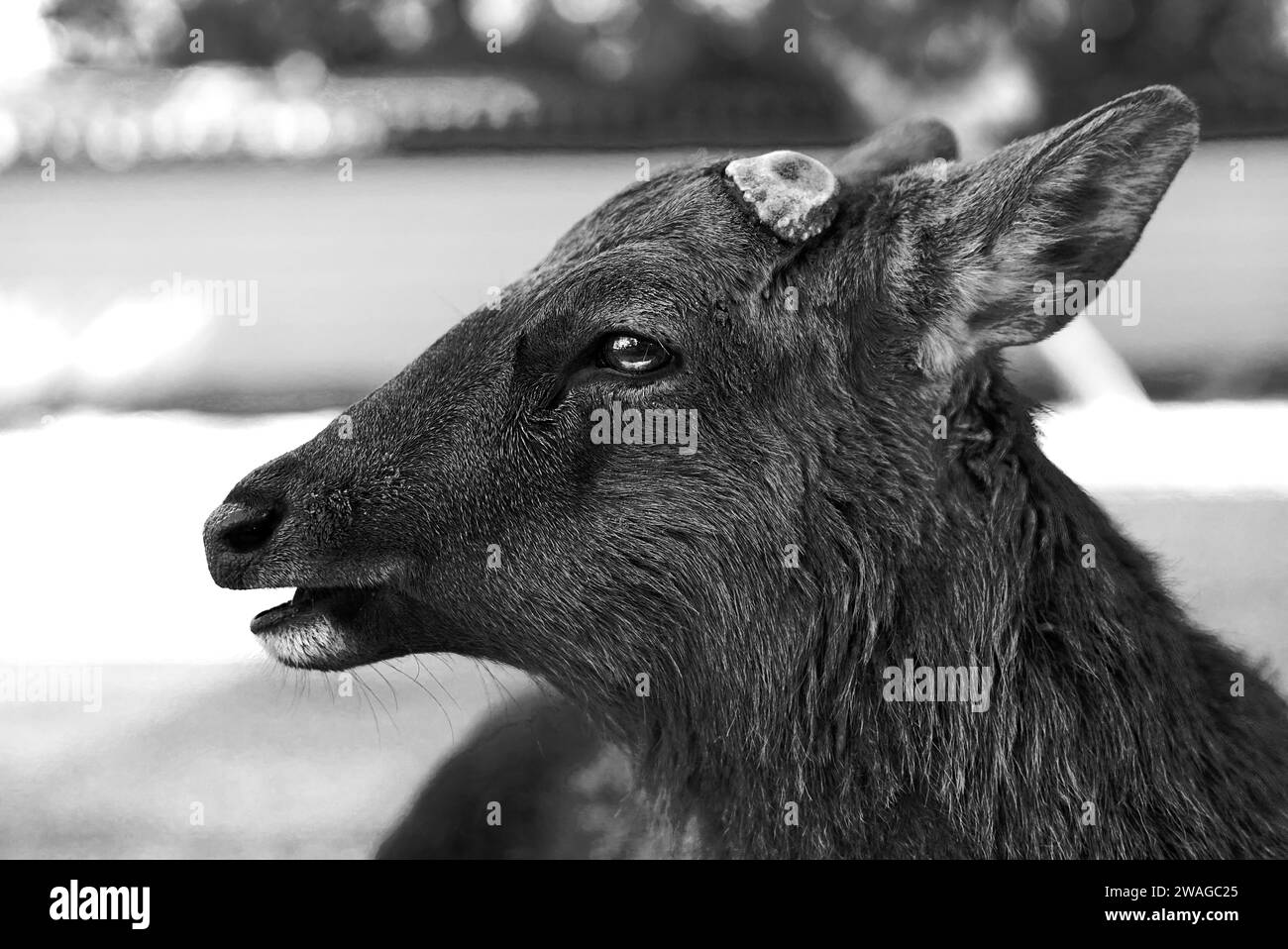 Hirsch in der Stadt Nara Stockfoto