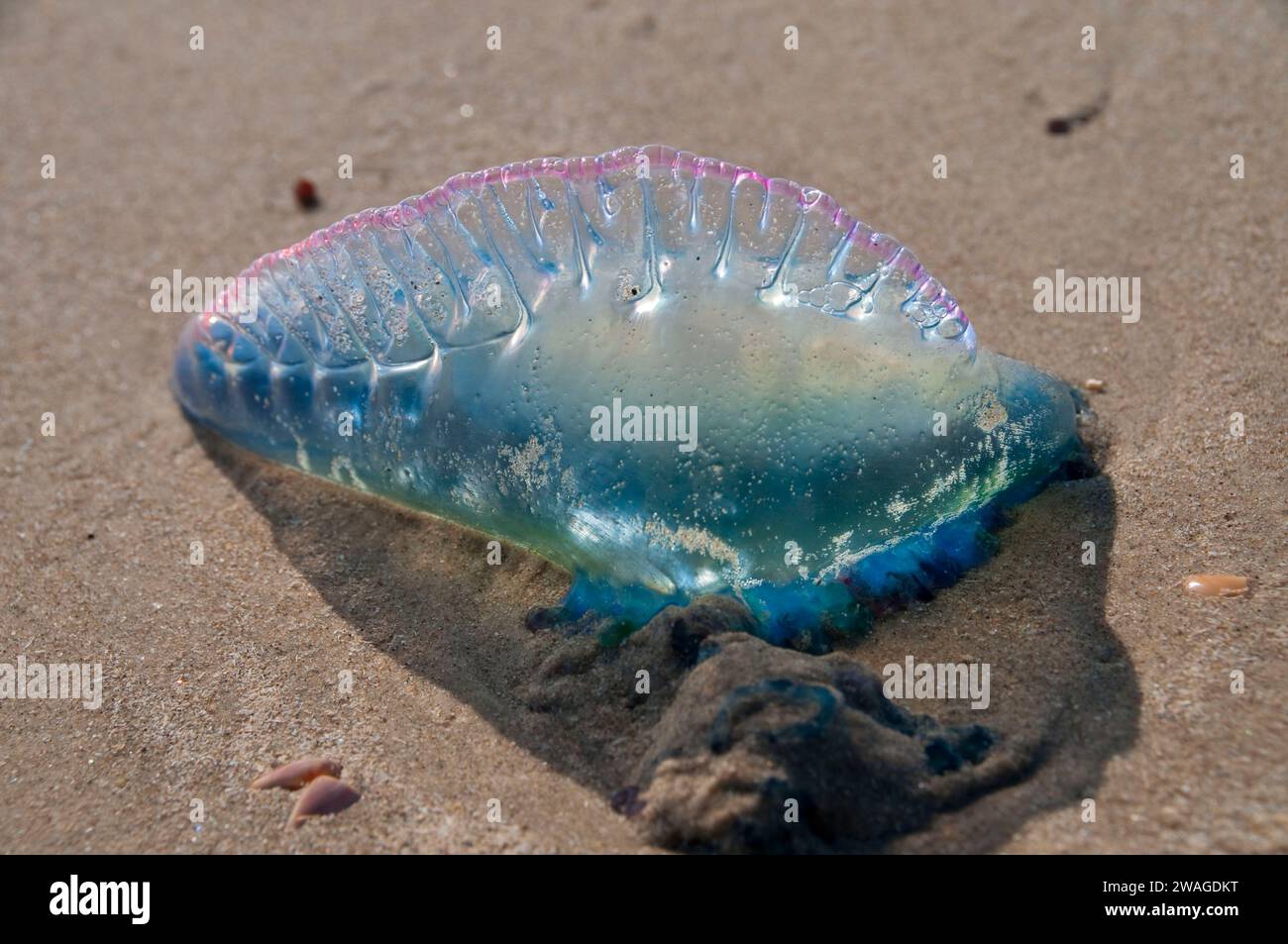 Portugiesischer Mann o Krieg (Physalia Physalis), Padre Island National Seashore, Texas Stockfoto