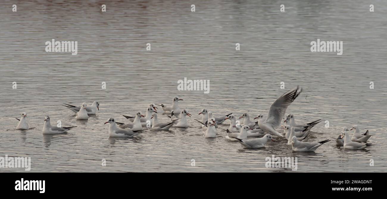 Eine Vogelherde kann man beim gemütlichen Schwimmen im See beobachten Stockfoto