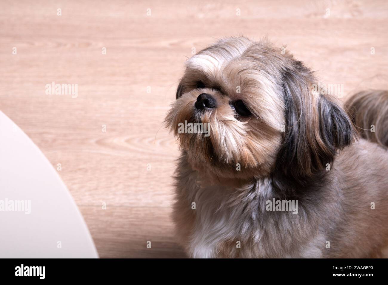 Reinrassiger Hund, Rasse, Haustiere, Freund, Haustier, shih Tzu, Tier, jung, klein, aussehend, Zuhause, häusliches Leben, Sitzen, freundlich, am besten, Auge Stockfoto