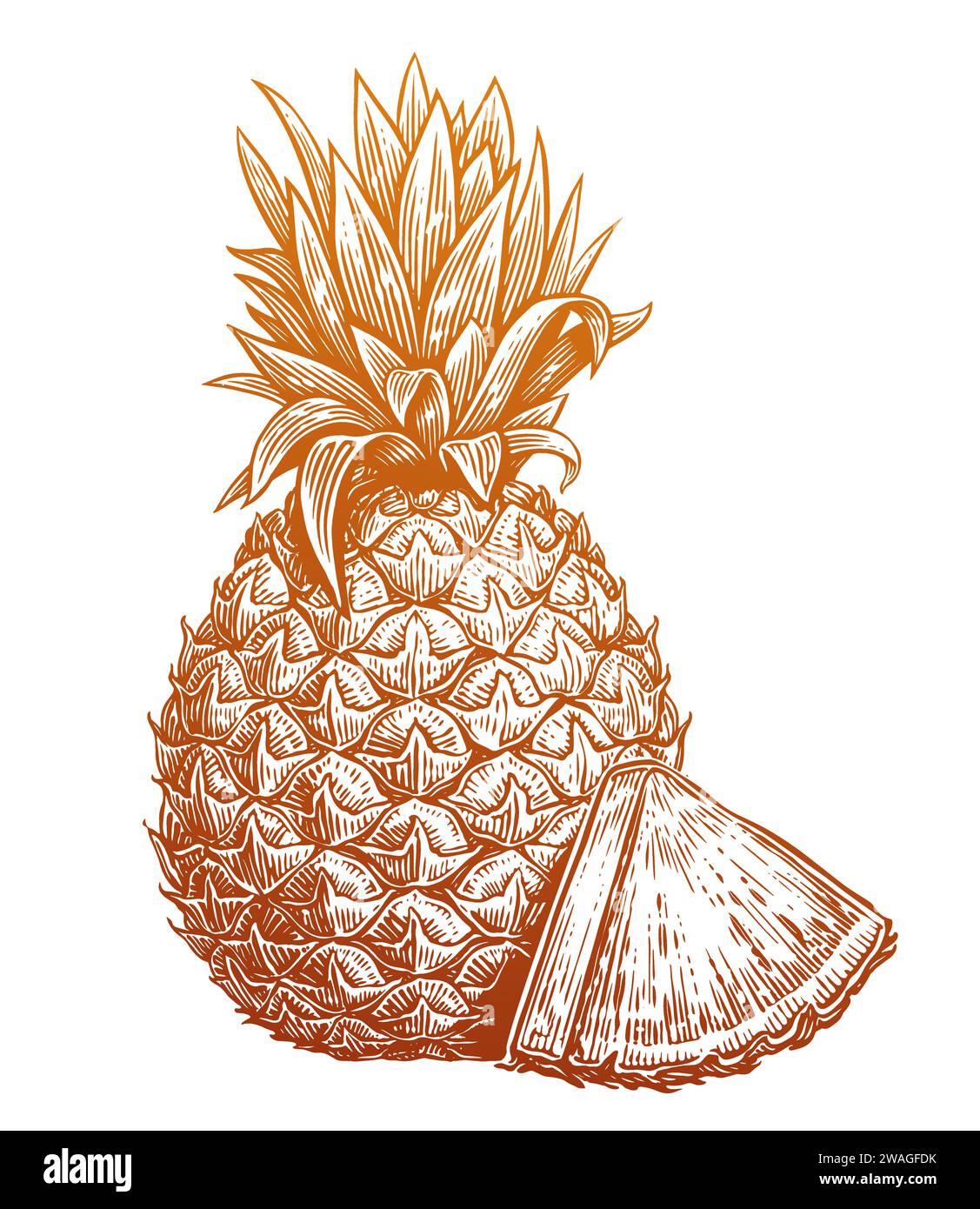 Handgezeichnete Skizze Ananas mit Scheibe. Umweltfreundliches, frisches Essen. Vektor-Illustration der tropischen Früchte Stock Vektor