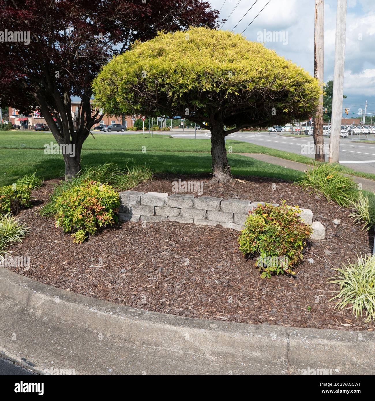 Johnson City, Tennessee, Usa 01.07.2023 McDonald's Restaurant: Landschaftsgestaltung Stockfoto