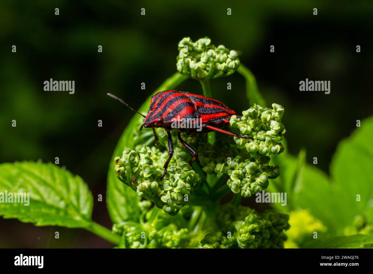 Graphosoma-lineatum-Käfer mit Fliege auf pflanzlichem Hintergrund. Stockfoto