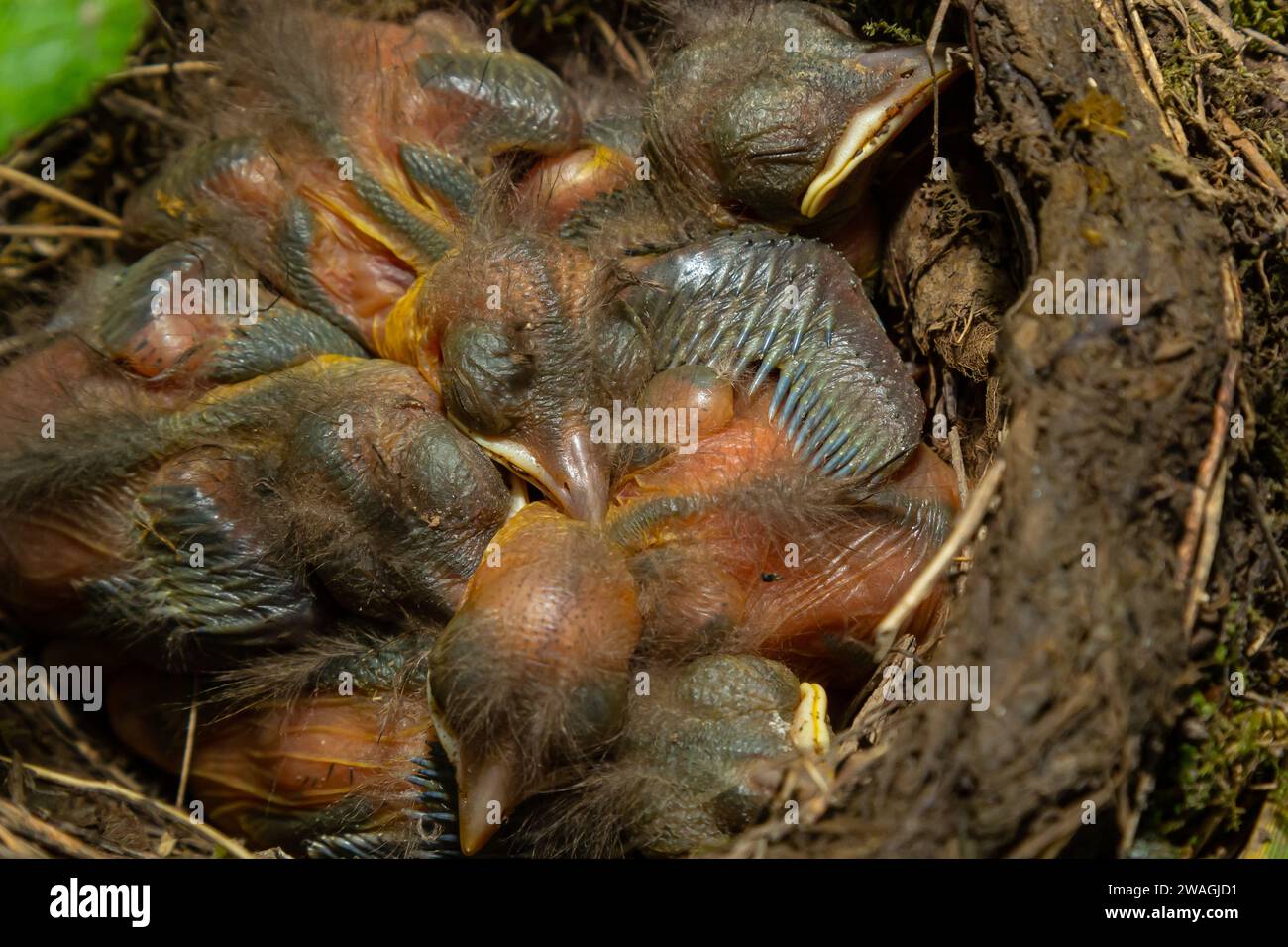 Babyvögel in den Nestvögeln und Nebeldrosseln. Drosseln. Stockfoto