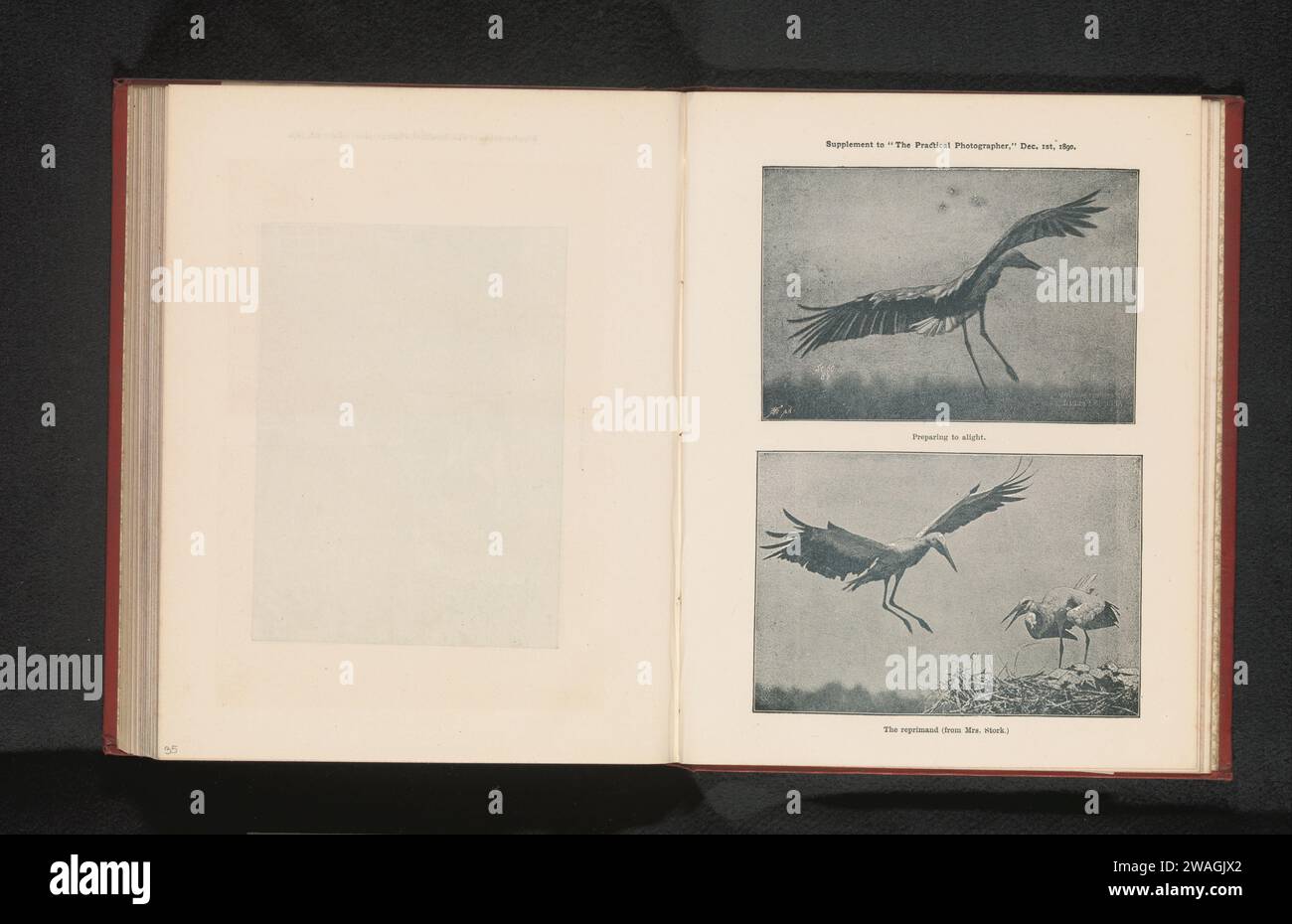 Zwei Flugstadien eines Storchs, Anonym, ca. 1885 - in oder vor 1890 photomechanisches Druckpapier Landvögel und Watvögel: Störche (+ Tiere in Bewegung; Positionen, Ausdrücke von Tieren) Stockfoto