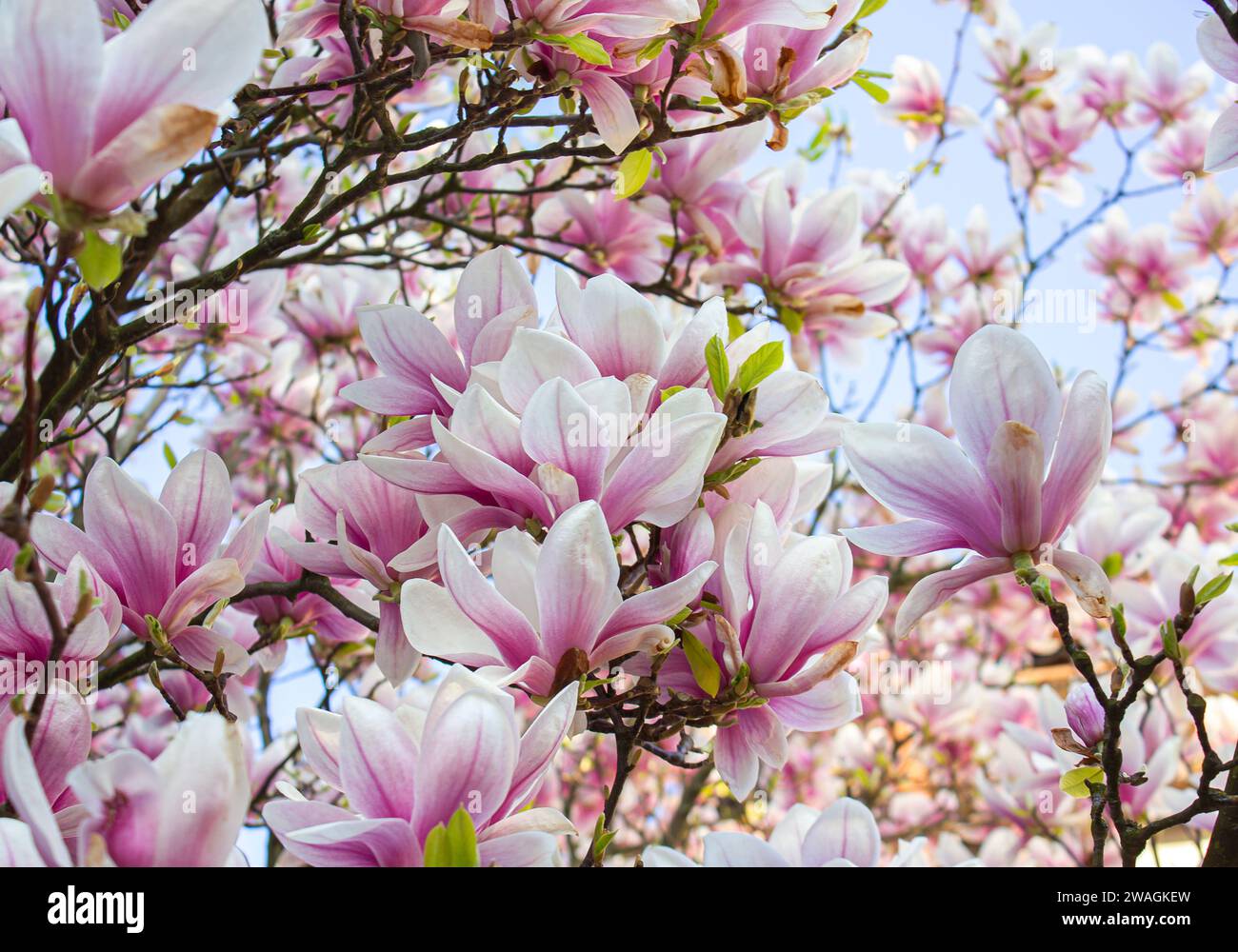 Magnolienblüte im Frühling. Zarte rosa Blüten im Sonnenlicht. Warmes Aprilwetter im Hintergrund. Stockfoto