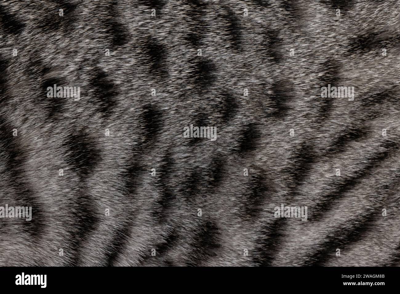 Makrobild im Vollformat aus dunklem Silber mit schwarzgepunktetem Savannah-Katzenfell. Stockfoto