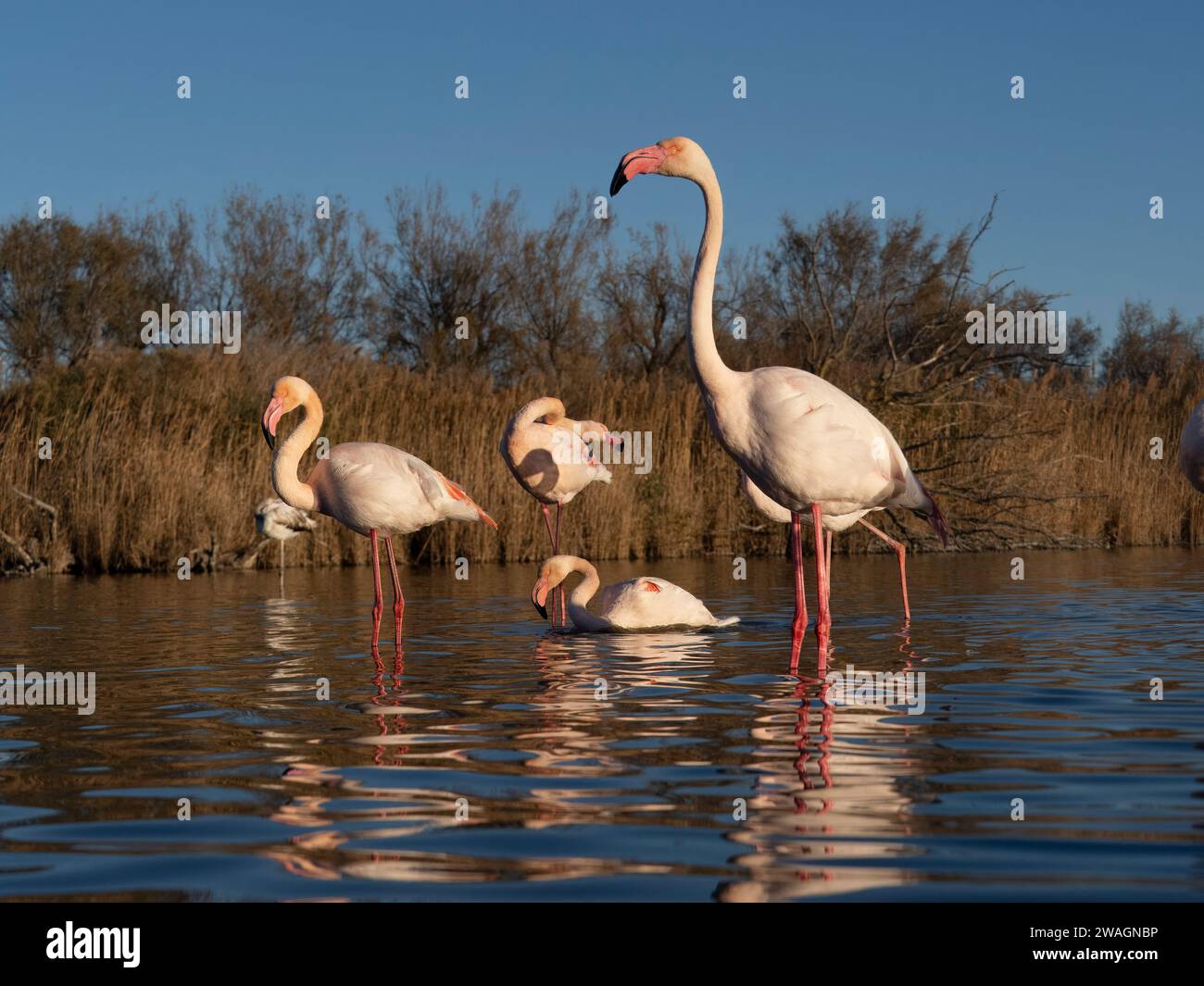 Flamingo, Phoenicopterus roseus, Vogelgruppe im Wasser, Camargue, Frankreich, Dezember 2023 Stockfoto