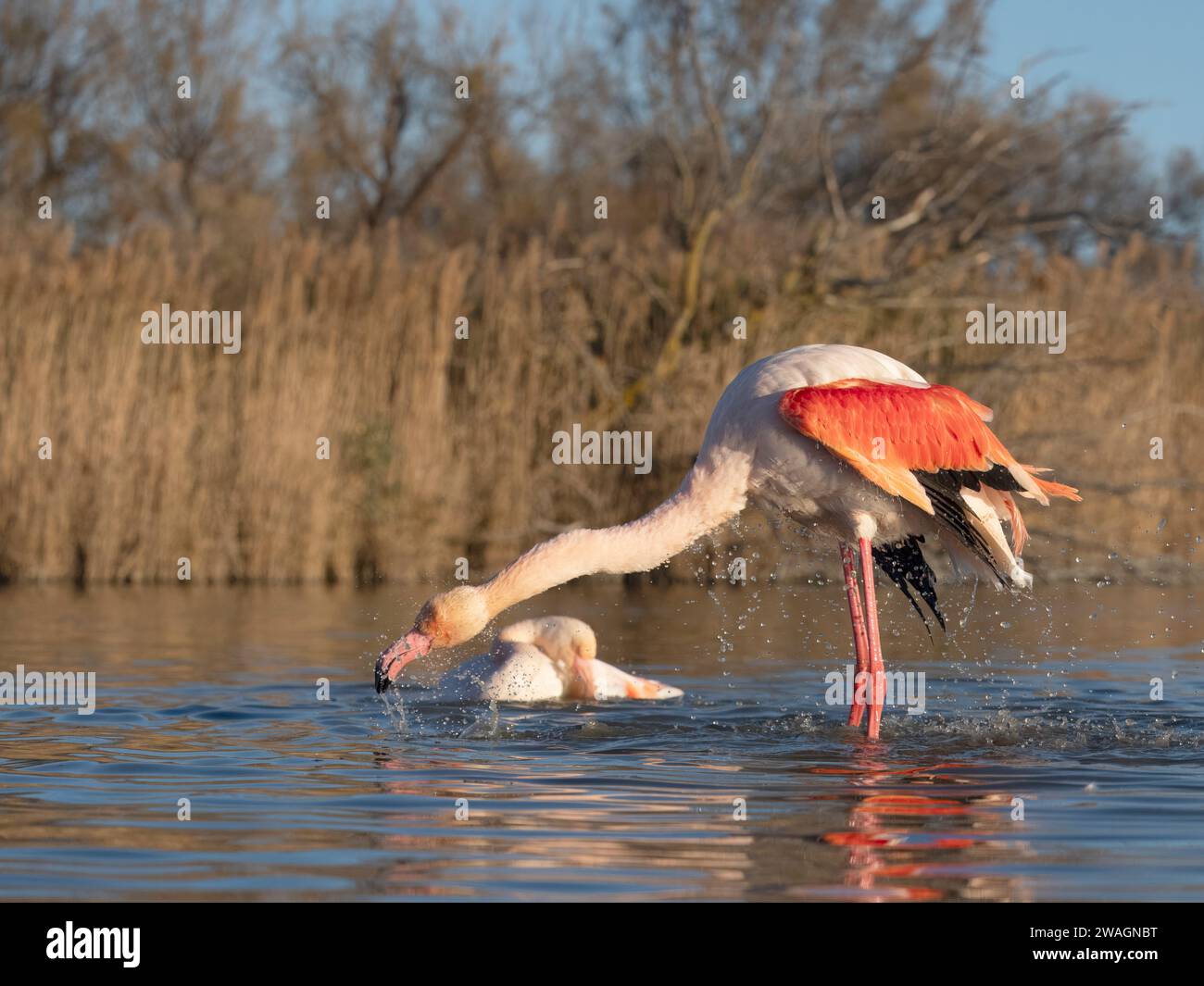 Flamingo, Phoenicopterus roseus, Einzelvogel im Wasser, Camargue, Frankreich, Dezember 2023 Stockfoto