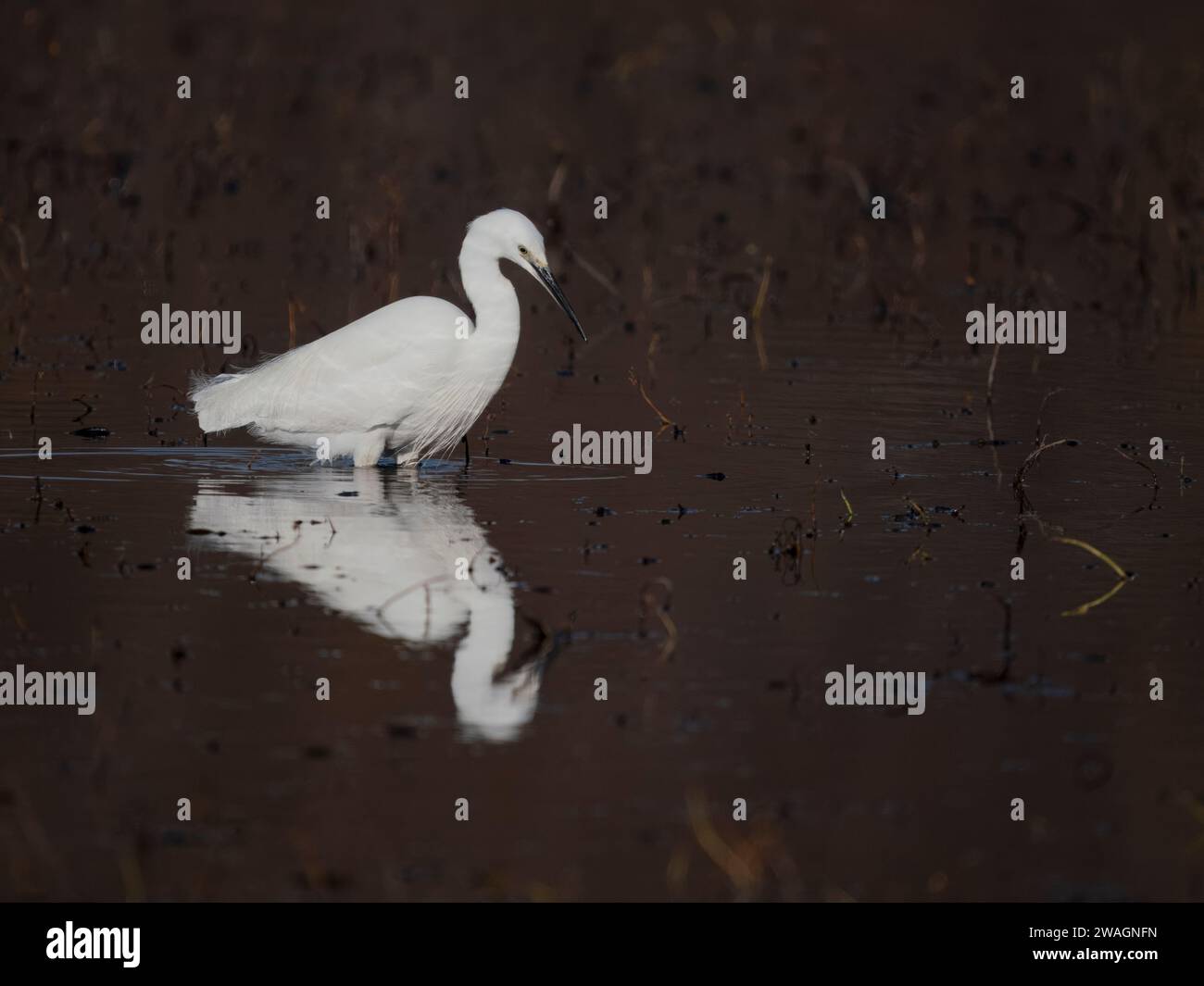Reiher, Egretta garzetta, Einzelvogel im Wasser, Camargue, Frankreich, Dezember 2023 Stockfoto