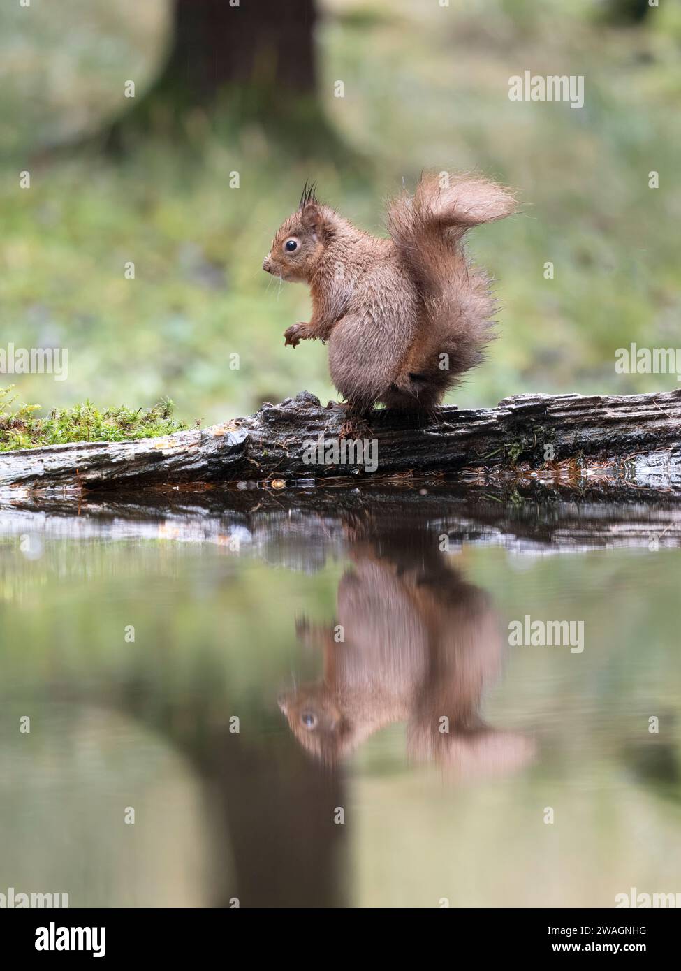 Red Squirrel, Sciurus vulgaris, Single Squirrel by Water, Yorkshire, Dezember 2023 Stockfoto