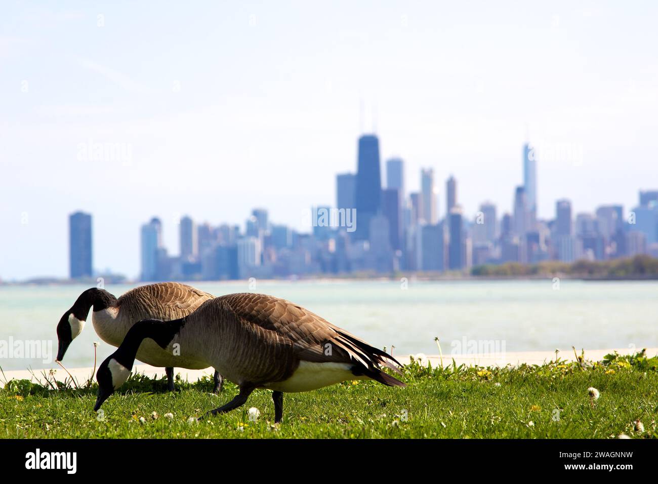 Blick auf Chicago, Vögel Stockfoto