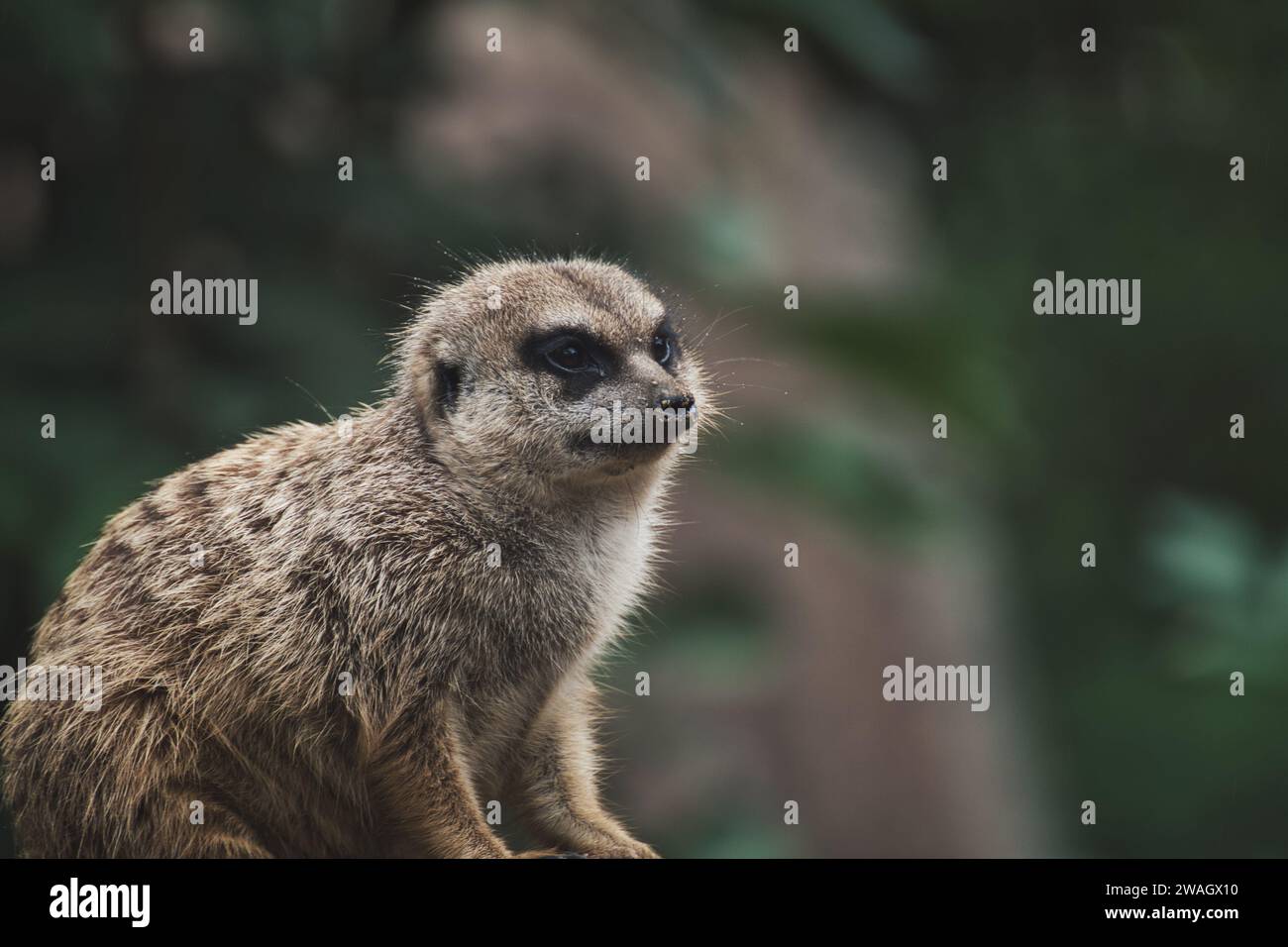 Nahaufnahme von Erdmännchen im zoo Stockfoto
