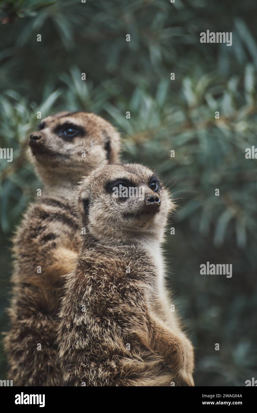 Vertikaler Schuss von zwei niedlichen Erdmännchen auf einem Ast in einem Zoo Stockfoto
