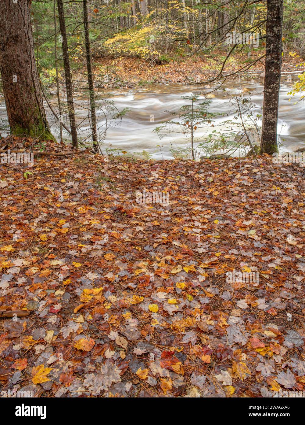 Pemigewasset River und Laub entlang des Eastside Trail, White Mountains, New Hampshire Stockfoto