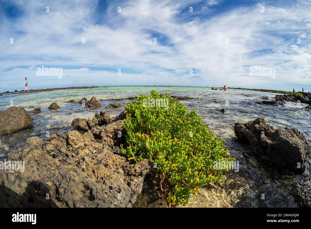 Der felsige Boden von Playa del Caleton Blanco (Orzola) und im Vordergrund Sukkulent der Gattung Tetraena fontanesii. Lanzarote, Kanarische Inseln. Stockfoto