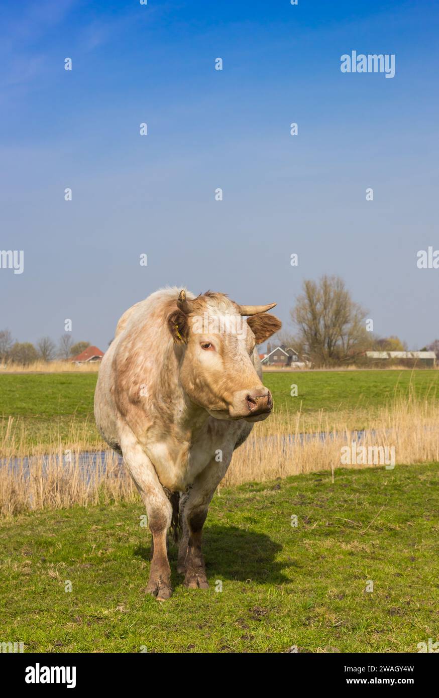 Kuh im Gras im Naturgebiet Twiske in den Niederlanden Stockfoto